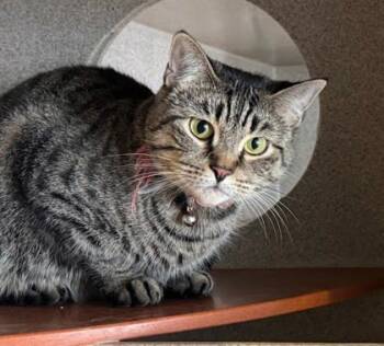 Rescue Domestic Short Hair Cats for Adoption - Napoleon | PetCurious