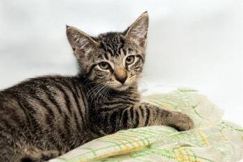 KEVIN -  Domestic Short Hair Cat for Adoption in Fort Lauderdale, Florida - KEVIN | PetCurious