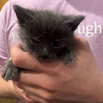Camry -  Domestic Medium Hair Cat for Adoption in Durango, Colorado - Camry | PetCurious