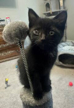 Garnet -  Domestic Short Hair Cat for Adoption in Vancouver, Washington - Garnet | PetCurious