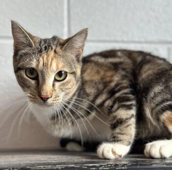 Vanessa -  Domestic Short Hair Cat for Adoption in Stafford, Virginia - Vanessa | PetCurious