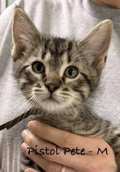 Domestic Short Hair Cats Available for Adoption in Bulverde, Texas - Pistol Pete | PetCurious