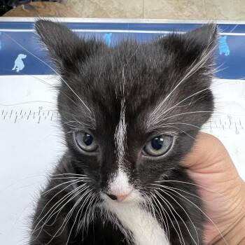 Nell -  Domestic Short Hair Cat for Adoption in Galveston, Texas - Nell | PetCurious