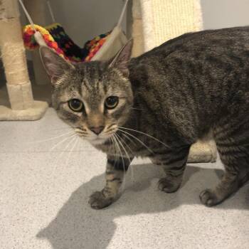 Domestic Short Hair Cats Available for Adoption in Murray, Utah - Omega | PetCurious