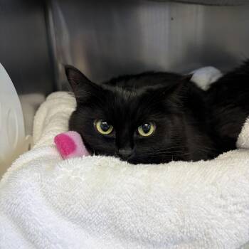 Mici -  Domestic Short Hair Cat for Adoption in Cranston, Rhode Island - Mici | PetCurious