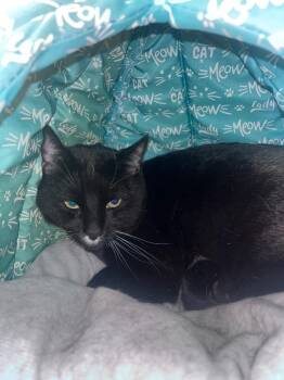 Donte -  Domestic Short Hair Cat Available for Adoption in Twentynine Palms, California - Donte | PetCurious