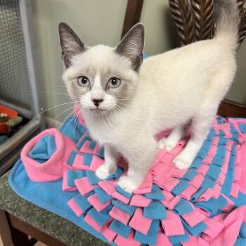 Juno -  Siamese Cat for Adoption in Yellville, Arkansas - Juno | PetCurious