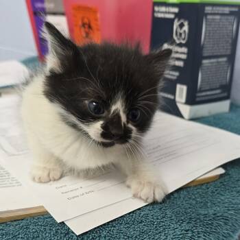 Rescue Domestic Short Hair Cats for Adoption in Yanceyville, North Carolina - Chai 25-1522 | PetCurious