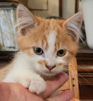 Rescue Domestic Short Hair Cats for Adoption in San Jose, California - Claus | PetCurious