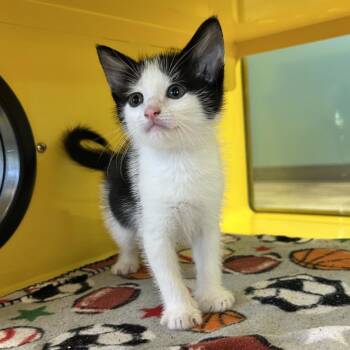 Domestic Short Hair Cats Available for Adoption in Abilene, Texas - Rhea | PetCurious