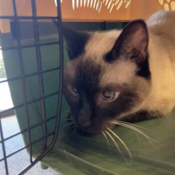 Baby -  Siamese Cat for Adoption in Blue Ridge, Georgia - Baby | PetCurious