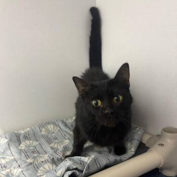 Mimka -  Domestic Short Hair Cat for Adoption in Franklin, North Carolina - Mimka | PetCurious