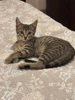 Rescue Domestic Short Hair Cats for Adoption in Oceanside, California - Sierra | PetCurious