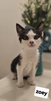 zoey Tuxedo -  Domestic Short Hair Cat for Adoption in Seven Valleys, Pennsylvania - Zoey Tuxedo | PetCurious