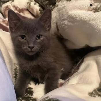 Earl Grey -  Domestic Short Hair Cat for Adoption in Warr Acres, Oklahoma - Earl Grey | PetCurious