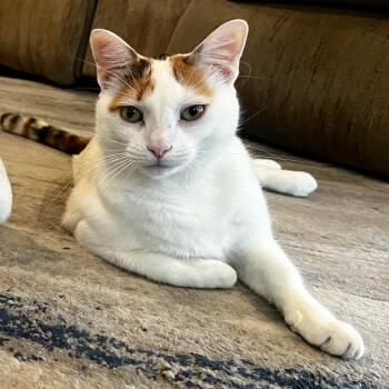 Queen Marie Antoinette -  Domestic Medium Hair and Turkish Van Cat for Adoption in Liverpool, Texas - Queen Marie Antoinette | PetCurious