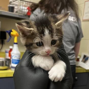 Domestic Short Hair Cats Available for Adoption in Charlottesville, Virginia - Hot Crossed Buns | PetCurious