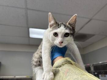 ZIPPO -  Domestic Short Hair Cat for Adoption in Pueblo, Colorado - ZIPPO | PetCurious