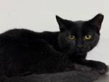 Rescue Domestic Short Hair Cats for Adoption in Powell, Ohio - Jalapeno | PetCurious