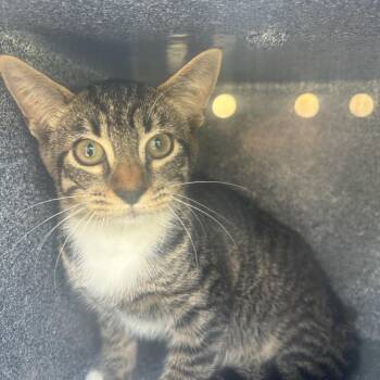 Pepper -  Domestic Short Hair Cat for Adoption in Birmingham, Alabama - Pepper | PetCurious