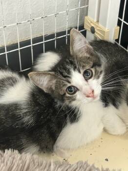 Rescue Tabby Cats for Adoption in Grand Junction, Colorado - Einstein | PetCurious