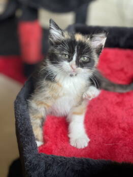 Rescue Domestic Short Hair Cats for Adoption in Riverside, California - Wednesday | PetCurious