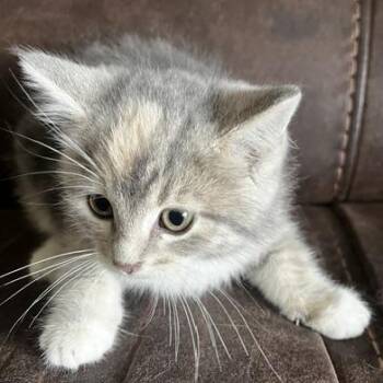 Dee Frye -  Domestic Short Hair Cat for Adoption in Eagle Mountain, Utah - Dee Frye | PetCurious