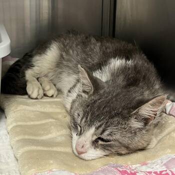 Domestic Short Hair Cats Available for Adoption in Canton, Illinois - Gavin | PetCurious