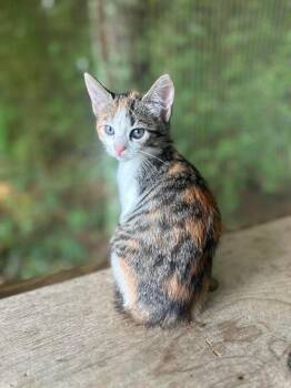 Domestic Short Hair Cats Available for Adoption in Groveland, Massachusetts - Athena | PetCurious