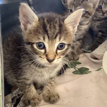 Cheese -  Domestic Short Hair Cat for Adoption in Montgomery, Alabama - Cheese | PetCurious