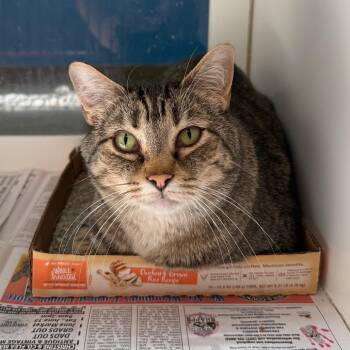 Dorothy -  Domestic Short Hair Cat for Adoption in Cheyenne, Wyoming - Dorothy | PetCurious