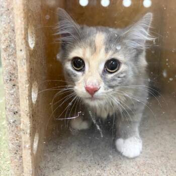 71913 -  Domestic Long Hair Cat for Adoption in Harrisonburg, Virginia - 71913 | PetCurious
