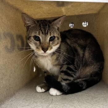 Whisper -  Domestic Short Hair Cat for Adoption in Philadelphia, Pennsylvania - Whisper | PetCurious