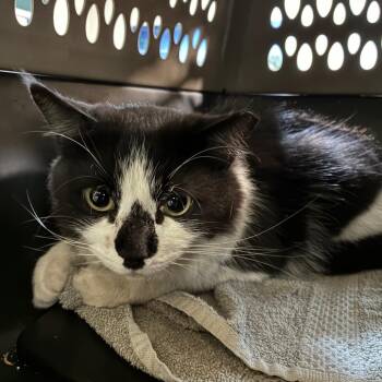 Dean Martin -  Domestic Medium Hair Cat for Adoption in Pasadena, California - Dean Martin | PetCurious