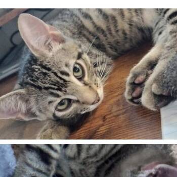 Thermopen -  Domestic Short Hair Cat for Adoption in Westminster, California - Thermopen | PetCurious