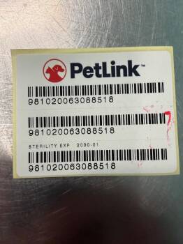 Domestic Short Hair Cats Available for Adoption - Paris | PetCurious