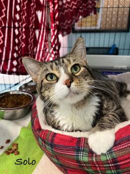 Domestic Short Hair Cats Available for Adoption in Warren, Ohio - Solo | PetCurious