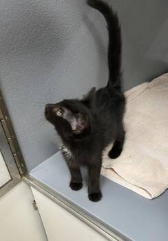 Rocky (FCID# 07/07/2026 - 10 West Chester PetSmart -  Domestic Short Hair Cat for Adoption in Greenville, Delaware - Rocky (FCID# 07/07/2026 - 10 West Chester PetSmart | PetCurious