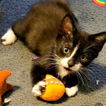 Domestic Short Hair Cats Available for Adoption in Westminster, California - Wolverine | PetCurious