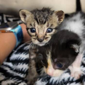 Domestic Short Hair Cats Available for Adoption in Lake Panasoffkee, Florida - Meeny | PetCurious
