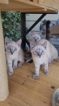 BLUE-EYED BEAUTIES x 4 -  Siamese Cat for Adoption in Escalon, California - BLUE-EYED BEAUTIES X 4 | PetCurious