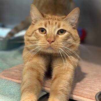 Domestic Short Hair Cats Available for Adoption in Matteson, Illinois - Leo | PetCurious