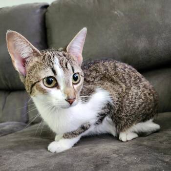 Domestic Short Hair Cats Available for Adoption in Centerville, Tennessee - Miss Priss | PetCurious