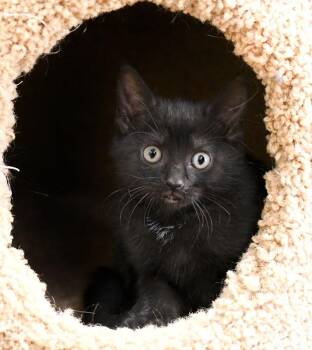 Morticia -  Domestic Short Hair Cat for Adoption in Monroe, Georgia - Morticia | PetCurious