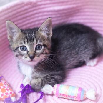 Domestic Short Hair Cats Available for Adoption in St. Augustine, Florida - Albie | PetCurious