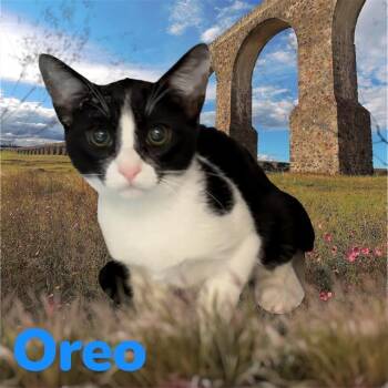 Domestic Short Hair Cats Available for Adoption in Visalia, California - OREO | PetCurious