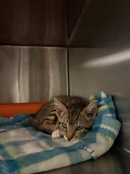 Domestic Short Hair Cats Available for Adoption in Ocala, Florida - Kraven | PetCurious