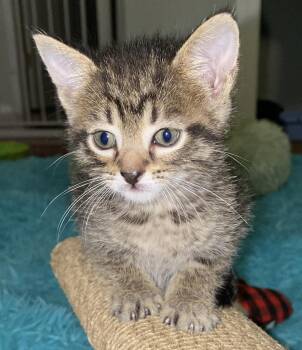Rescue Domestic Short Hair Cats for Adoption in Port Washington, Wisconsin - Muslin | PetCurious