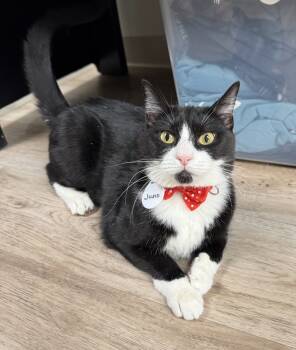 Rescue Domestic Short Hair Cats for Adoption in Tucson, Arizona - Juno | PetCurious