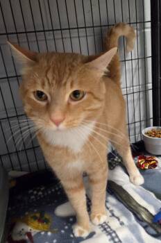 Moose -  Domestic Short Hair Cat for Adoption in Muskegon, Michigan - Moose | PetCurious